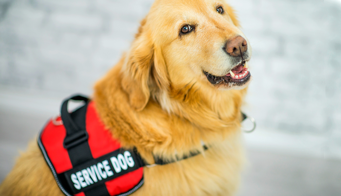 Is That A REAL Service Dog Or Your Personal Pet South Boston Today